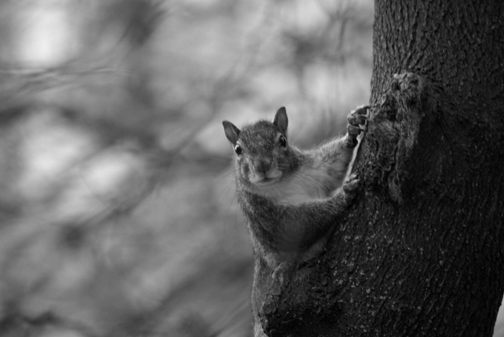 Squirrel climbing a tree
